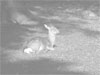 bambi