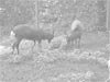 Dyrehaven 2004